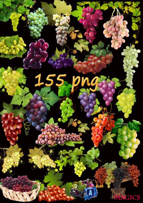 Клипарт - Виноград и виноградная лоза