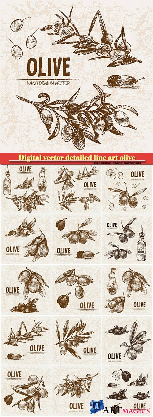Digital vector detailed line art olive