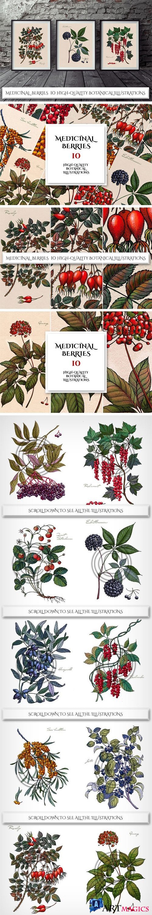 Botanical Illustrations. Berries - 2011617