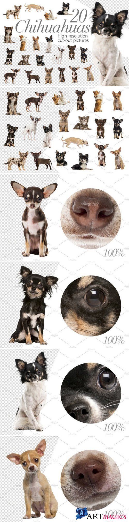 20 Chihuahuas - Cut-out Pictures 2042332