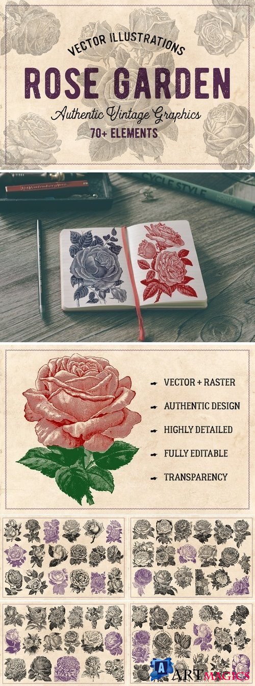 70 Vintage Rose Illustrations 1237189