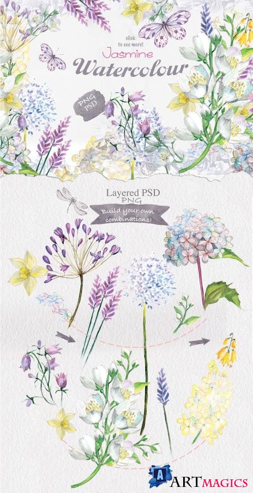 Jasmine watercolor flowers - 322262