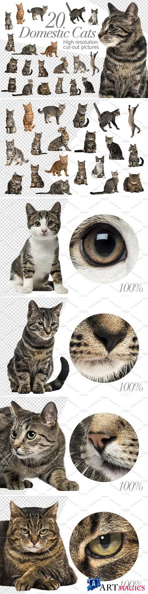 20 Domestic Cats - Cut-out Pictures 2316524