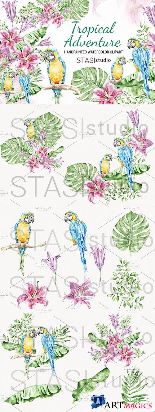 Summer Watercolor Clipart Parrot 1568450