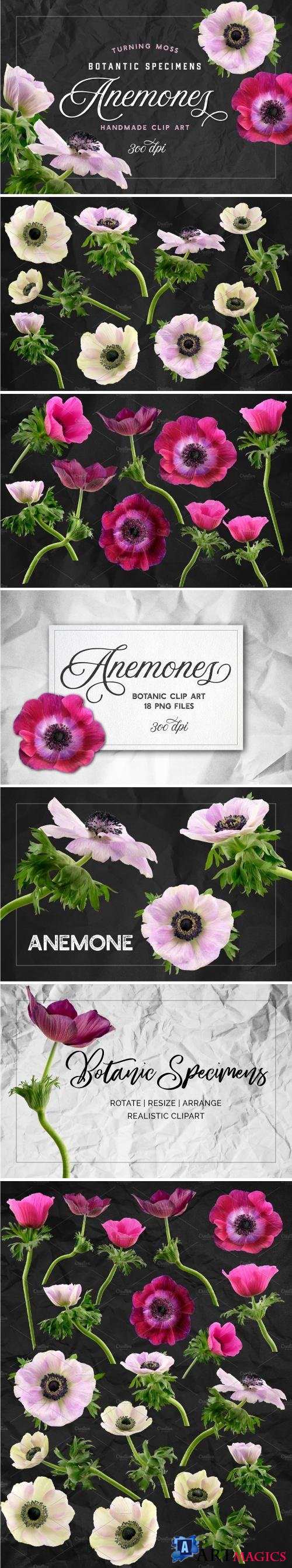 Anemone Flower ClipArt - Specimens 2350312