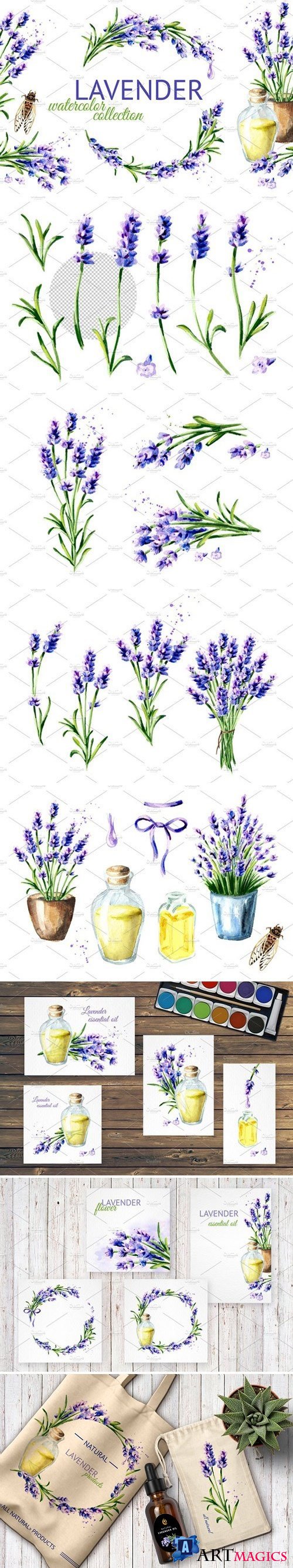 LAVENDER. Watercolor collection 2428832