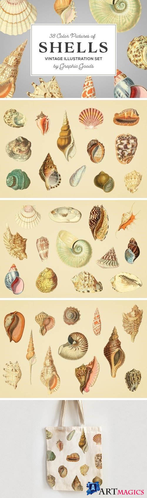 Shells - Vintage Color Illustrations 1345339