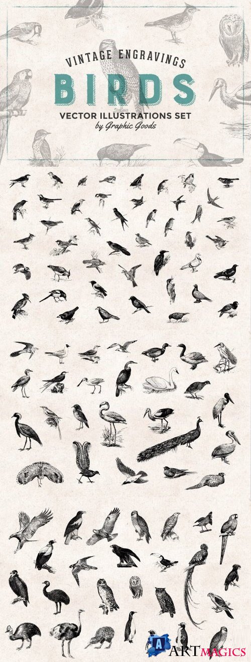 Birds Engravings Set 659586