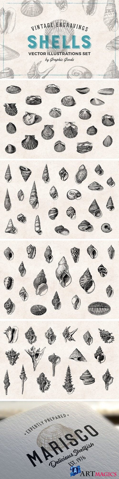 Shells - Vintage Engravings Set - 1400736