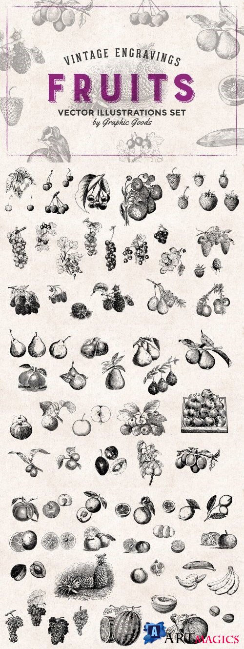 Fruits Engravings Set 478896