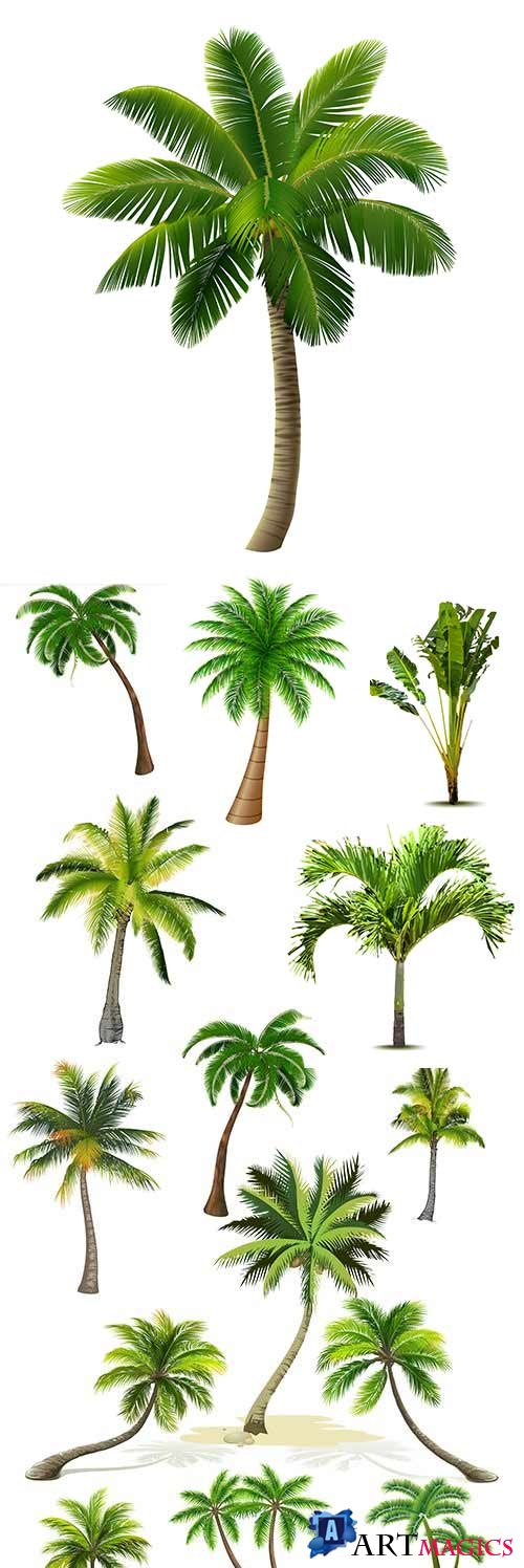 Summer Tropical palm tree with green big leaves