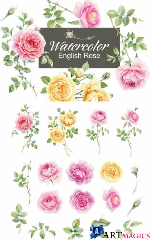 Watercolor english rose 676990