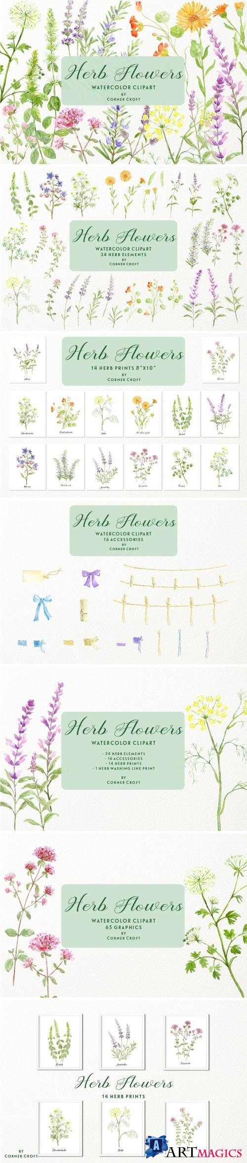 Watercolor Herb Flower Clipart - 2802463