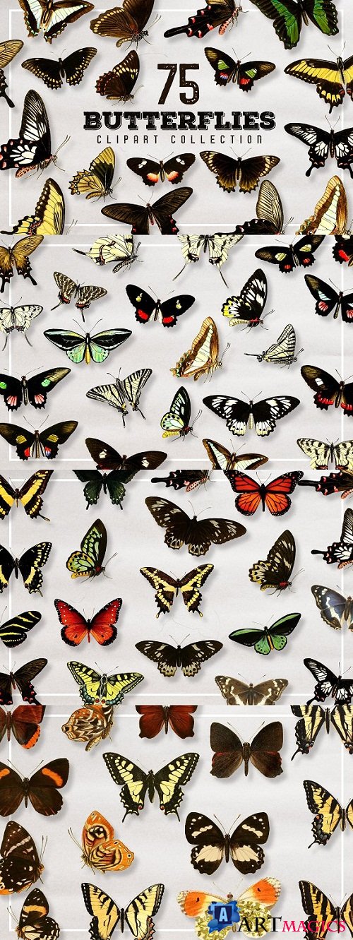Butterfly Illustration Bundle - 1508506