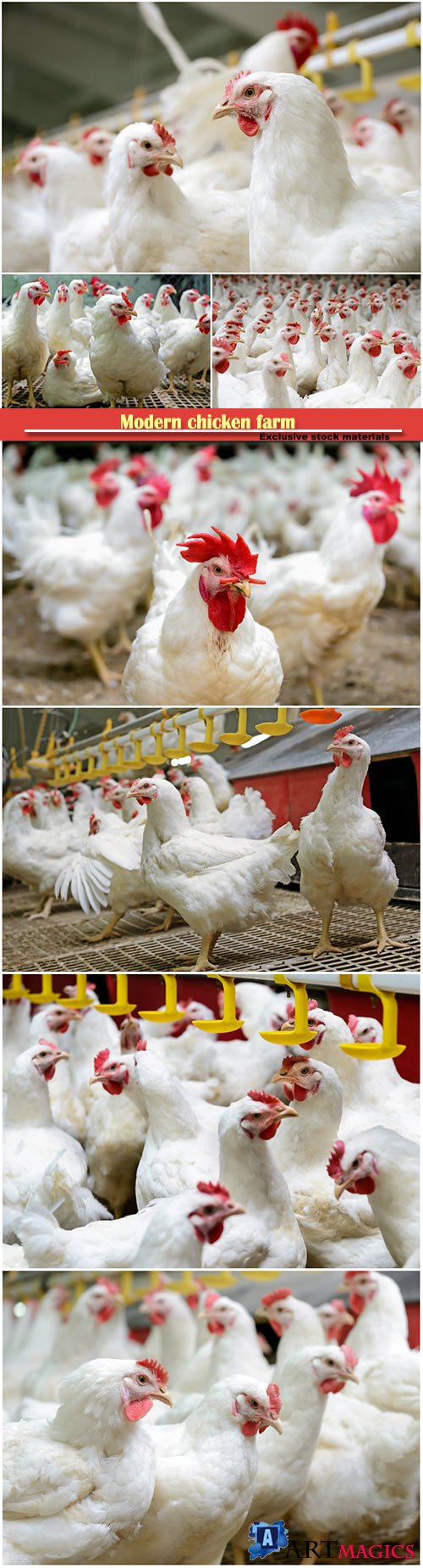 Modern chicken farm, production of white meat