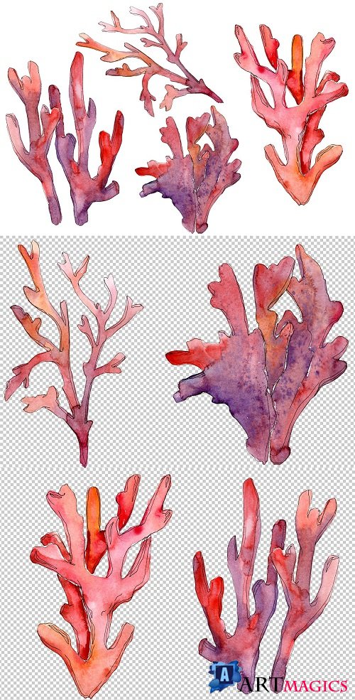 Corals Watercolor png - 3370628