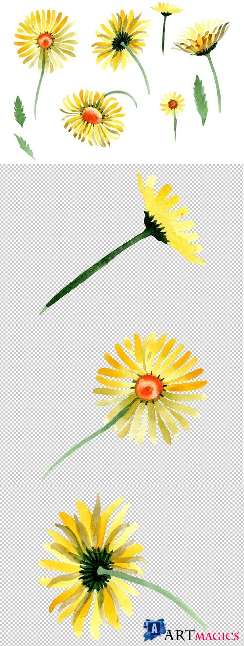 Yellow chamomile Watercolor png - 3473119