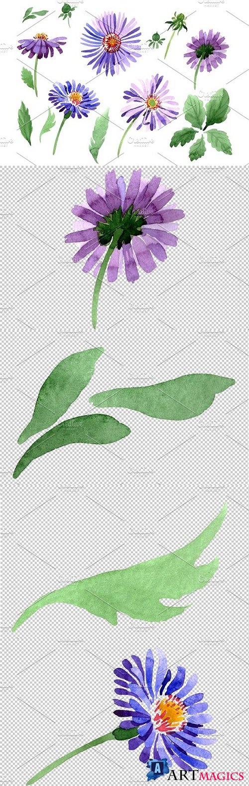 Asters Watercolor png - 3486269