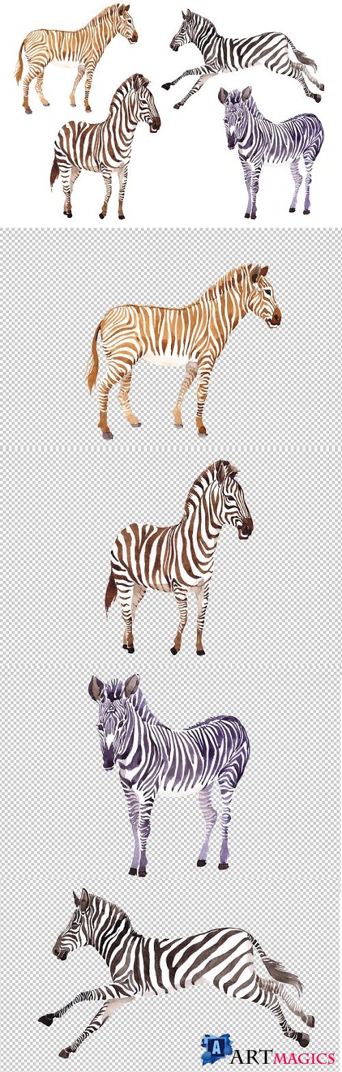 Zebra set Watercolor png - 3486061