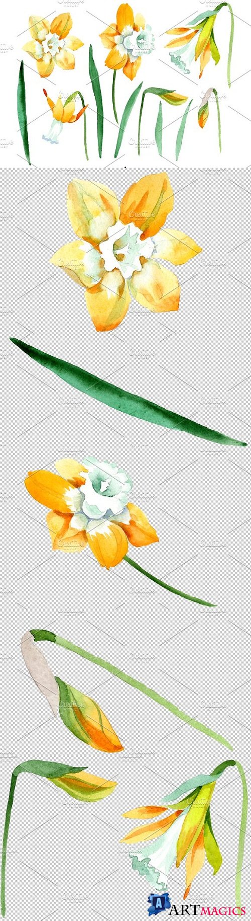 Yellow Narcissus Watercolor png - 3499328