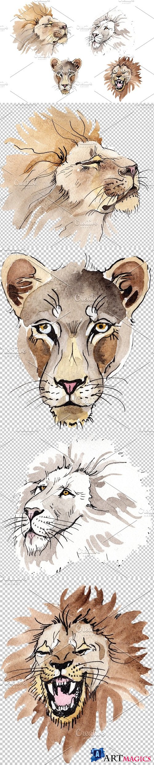 Animal: Lion Watercolor png - 3544891