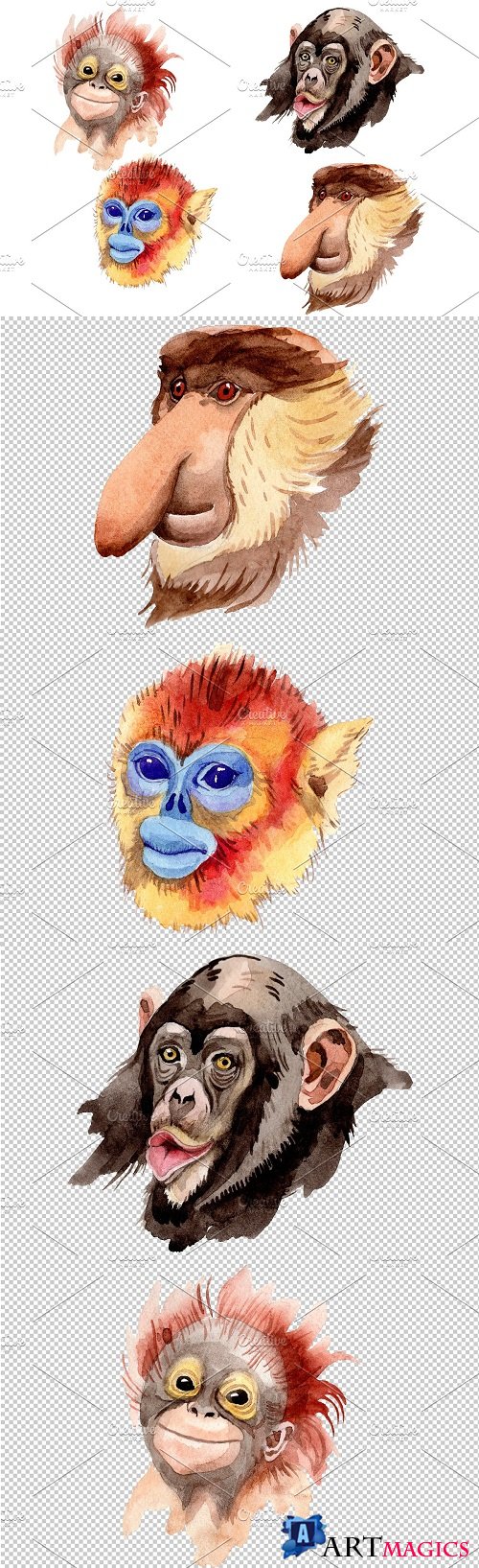 Primates Watercolor png - 3577196