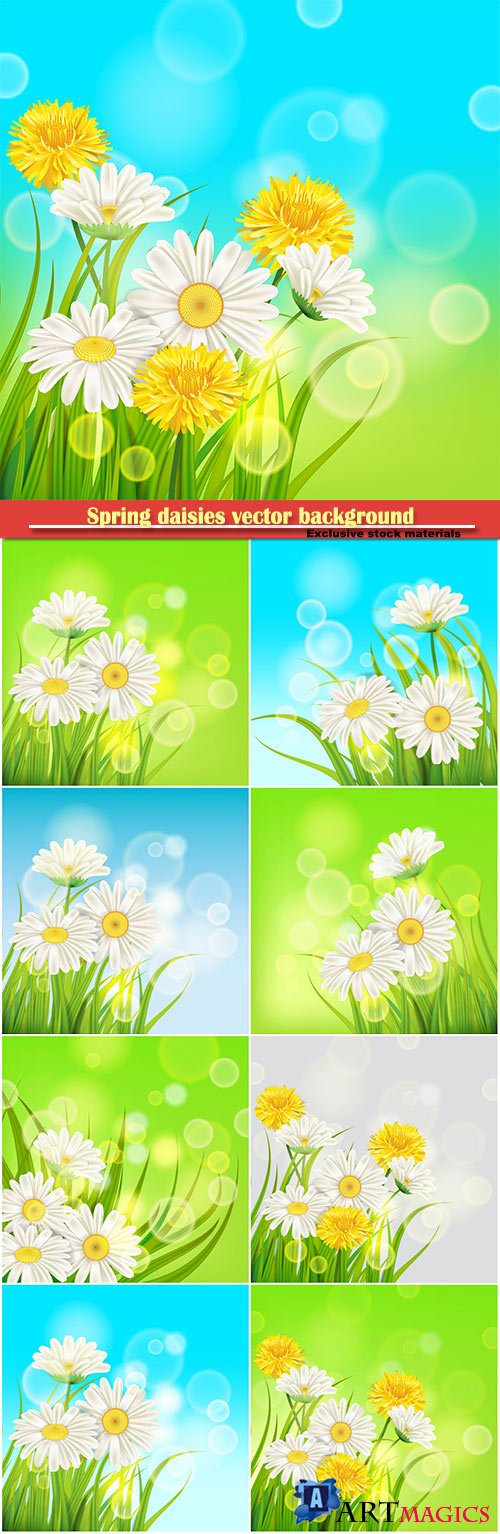 Spring daisies background fresh green grass vector card