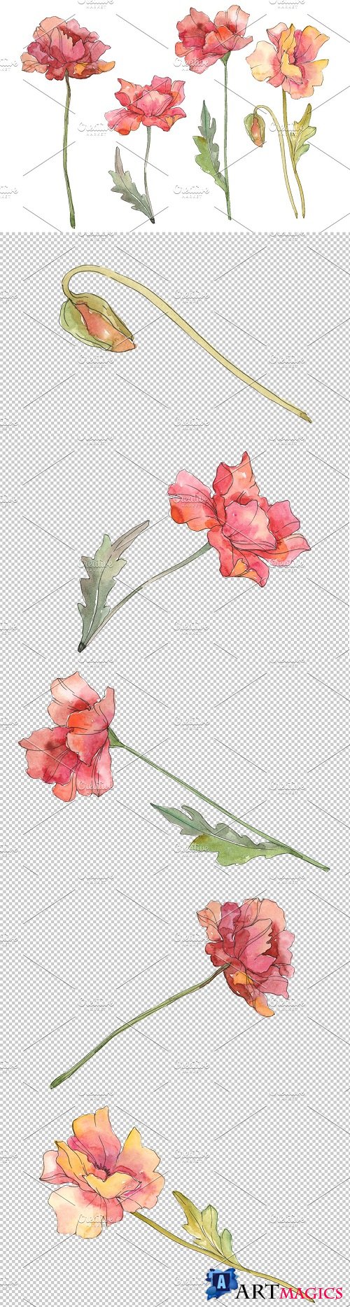 Poppy red Watercolor png - 3585315