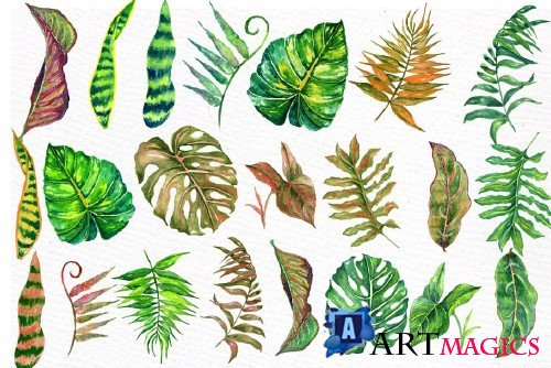 Tropical watercolor leaves - 458422