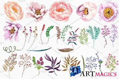 Watercolor peonies flowers clipart - 518822