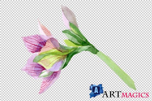 Purple amaryllis PNG watercolor - 3050562
