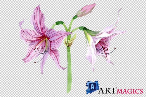 Purple amaryllis PNG watercolor - 3050562