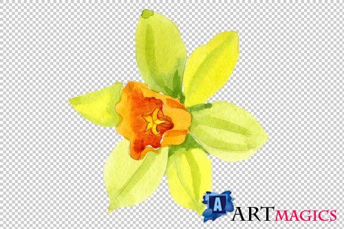 Narcissus lemon flower PNG set - 3058330