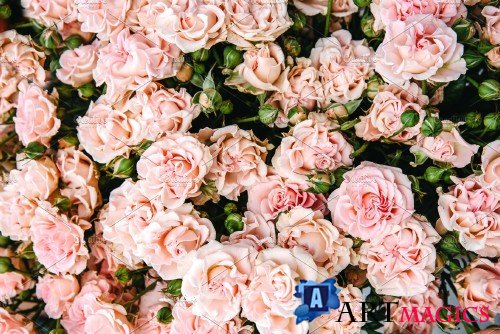 Light pink roses - 3383017