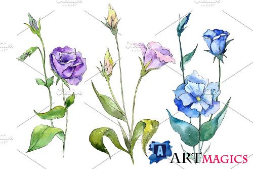 Blue and purple eustoma PNG - 3087168