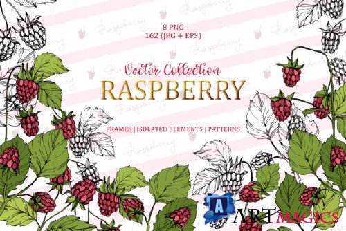 Raspberry Vector Collection 3671148