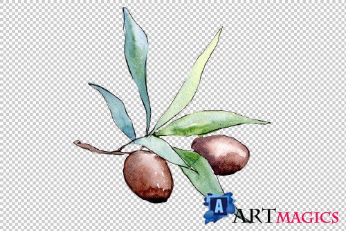 Watercolor olives PNG set 3095300