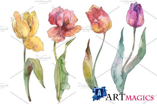 Assorted tulip bouquet Watercolor - 3677121