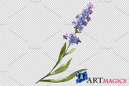 Bouquet of idyll lavender Watercolor - 3676026
