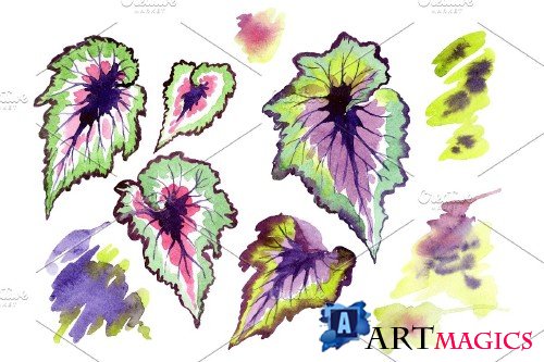 Nautilus leaf begonia Watercolor png - 3677588