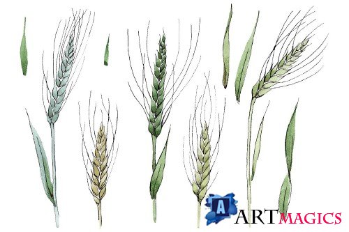 Spike of wheat Watercolor png - 3684359