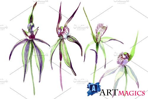 ===Wild orchid Watercolor png - 3683809