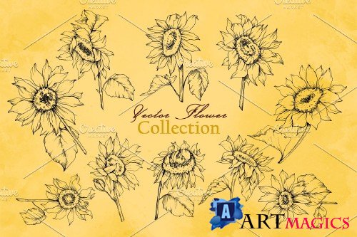 Sunflower Vector Collection - 3682058 -