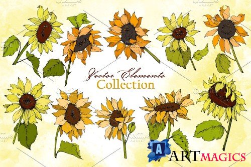 Sunflower Vector Collection - 3682058 -