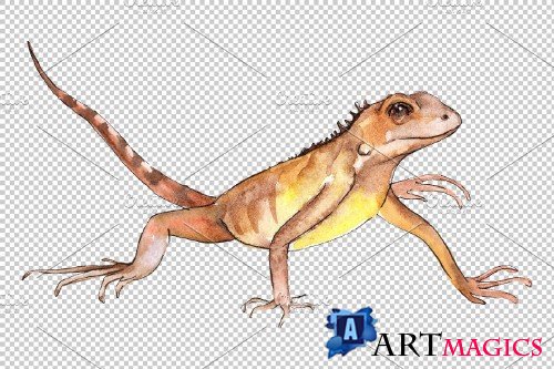 Iguana-1 Watercolor png - 3688447