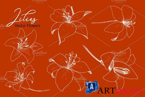 Lilies Vector Collection - 3700457