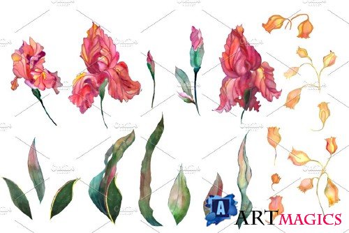 Watercolor iris flowers Set - 1719904