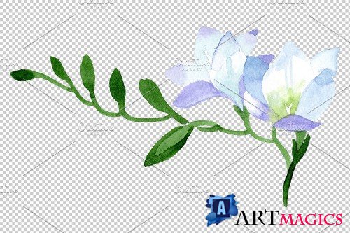 White Freesia Watercolor png - 3695300
