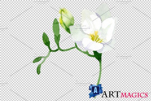White Freesia Watercolor png - 3695300