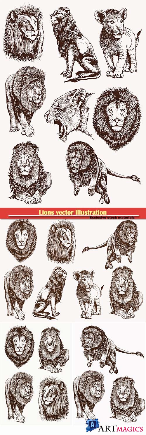 Lions vector illustration